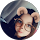 avis