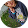 avis