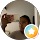 avis